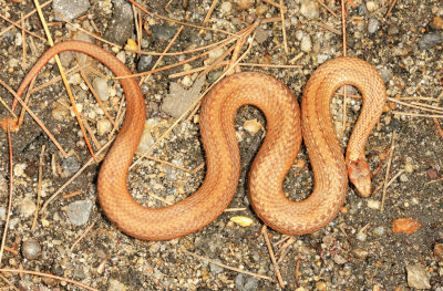 Northern Red-bellied Snake - Storeria occipitomaculata occipitomaculata