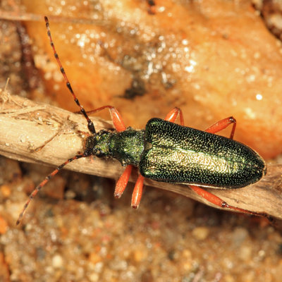 Anthophylax cyaneus