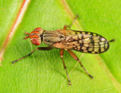 Pherbecta limenitis
