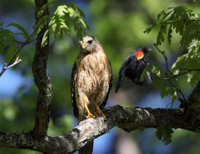 Red-shouldered Hawk - Buteo lineatus