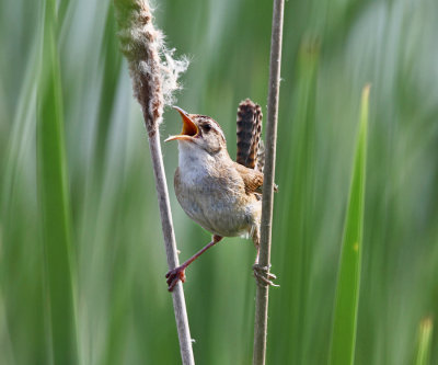 Marsh Wren - Cistothorus palustris