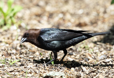 Brown-headed Cowbird - Molothrus ater