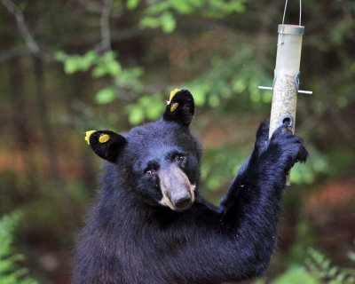 Black Bear - Ursus americanus