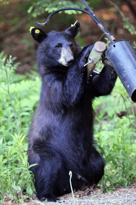 Black Bear - Ursus americanus