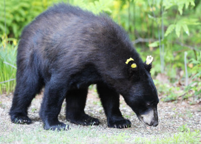 Black Bear - Ursus americanus