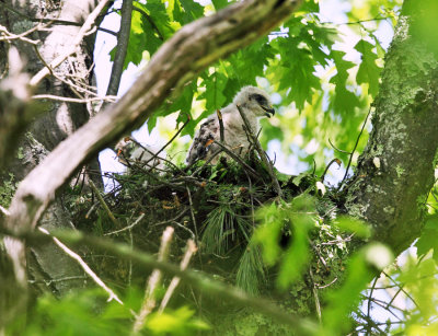 Red-shouldered Hawk - Buteo lineatus (Chicks on nest)