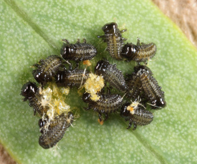 Imported Willow Leaf Beetle larvae - Plagiodera versicolora