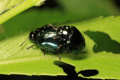 Imported Willow Leaf Beetles mating - Plagiodera versicolora