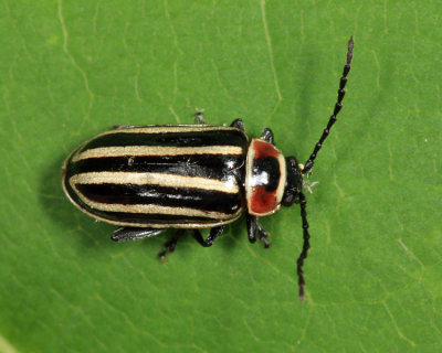 Disonycha pensylvanica