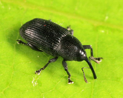Sibariops sp.