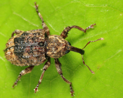 Plum Curculio - Conotrachelus nenuphar