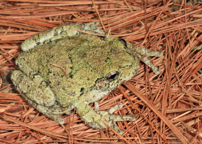 Gray Tree Frog - Hyla versicolor