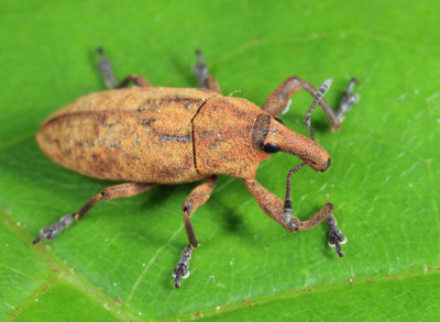 Lixus musculus