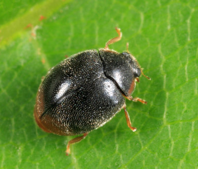 Scymnus nr fraternus (female)