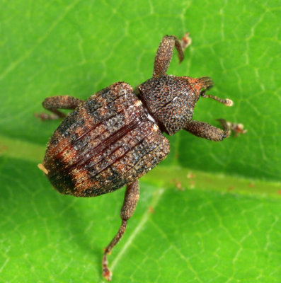 Conotrachelus posticatus