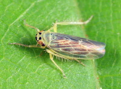 Macrosteles lepidus