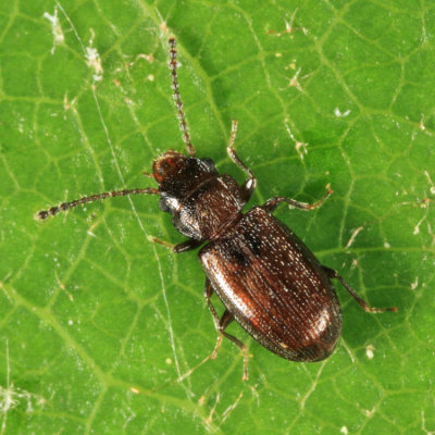 Charaphloeus convexulus