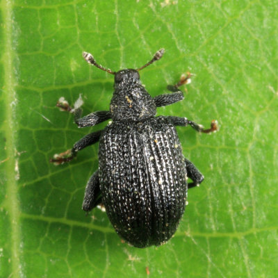 Apple Flea Weevil - Orchestes pallicornis