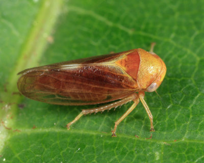 Oncopsis sobria (female)