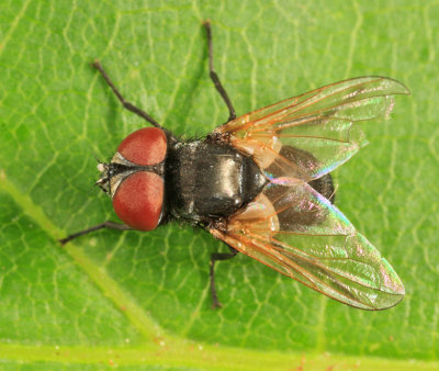 Phasia subopaca