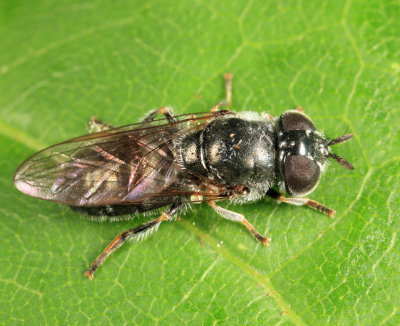 Syrphid Flies - tribe Pipizini