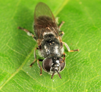 Heringia salax