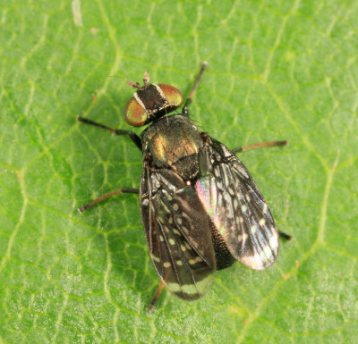 Signal Flies - Platystomatidae