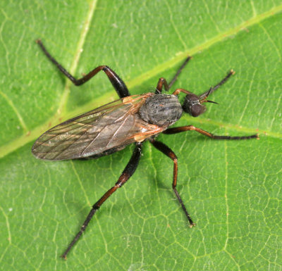 Rhamphomyia sp.