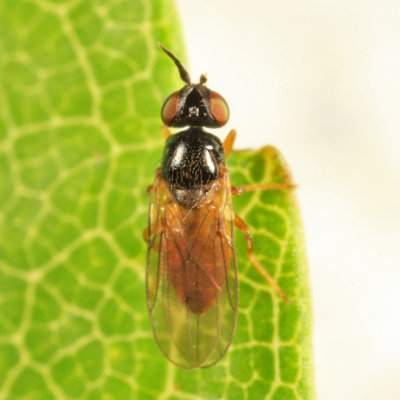 Elachiptera sp.