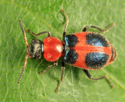 Collops quadrimaculatus