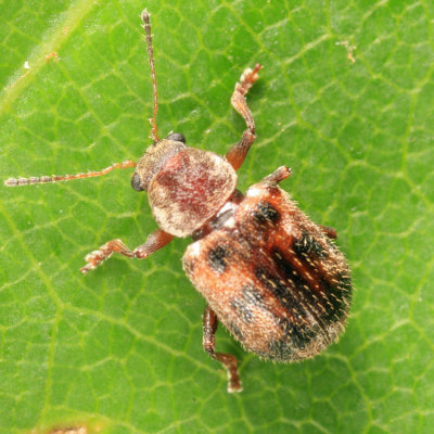 Ten-spotted Leaf Beetle - Xanthonia decemnotata