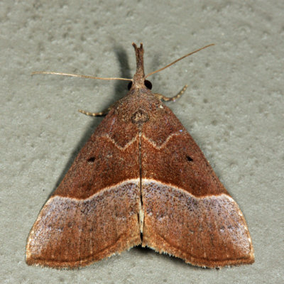 8455 - Red-footed Bomolocha - Hypena eductalis