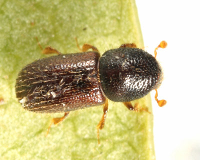 Xyleborus seriatus