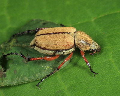 Rose Chafer - Scarabaeidae - Macrodactylus angustatus