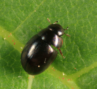 Water Scavenger Beetle - Hydrophilidae - Paracymus sp.