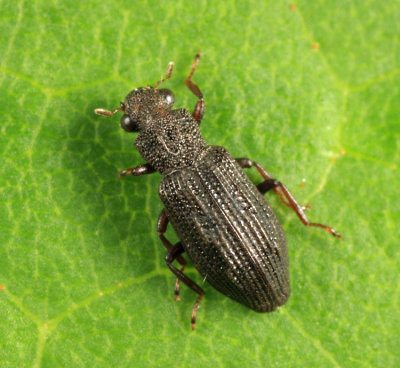 Water Scavenger Beetle - Hydrophilidae - Hydrochus sp.