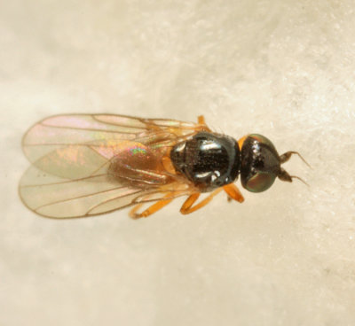 Frit Fly - Chloropidae - Oscinellinae - Rhopalopterum sp.