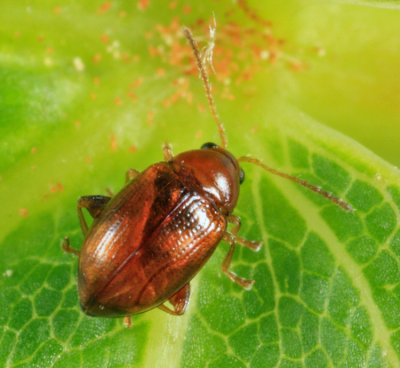 Flea Beetle - Chrysomelidae - Margaridisa atriventris