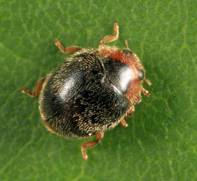 Apicanus Lady Beetle - Scymnus apicanus