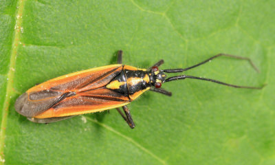 Meadow Plant Bug - Miridae - Leptopterna dolabrata