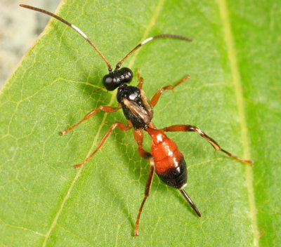 Ichneumon Wasp - Ichneumonidae - Agrothereutes abbreviatus iridescens (female)