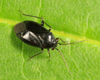 Plant Bug - Miridae - Slaterocoris atritibialis