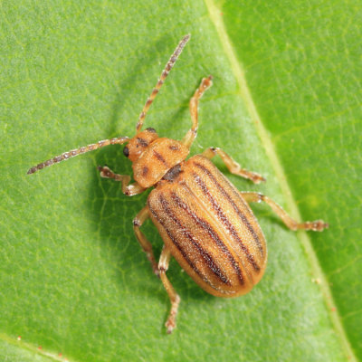 Skeletonizing Leaf Beetle - Chrysomelidae - Ophraella conferta