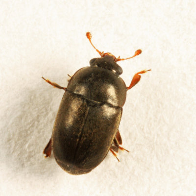 Black Pollen Beetle - Nitidulidae - Fabogethes nigrescens
