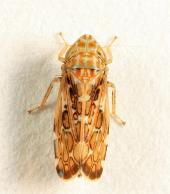 Leafhopper - Cicadellidae - Latalus ocellaris