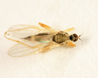 Hybotid Dance Fly - Hybotidae - Platypalpus sp.