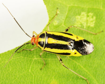Four-lined Plant Bug - Miridae - Poecilocapsus lineatus