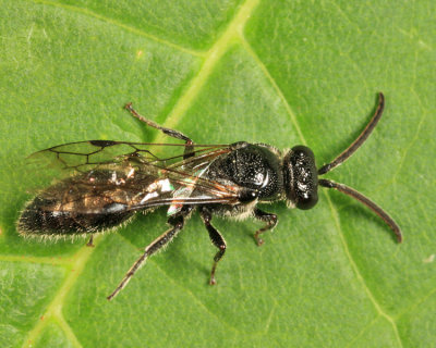 Tiphiid Wasps - Tiphiidae