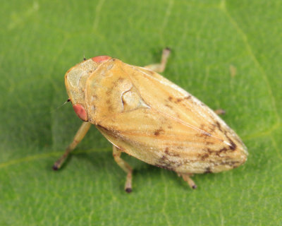 Meadow Spittlebug - Cercopidae - Philaenus spumarius