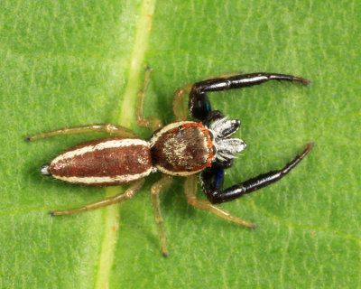 Jumping Spider - Salticidae - Hentzia palmarum